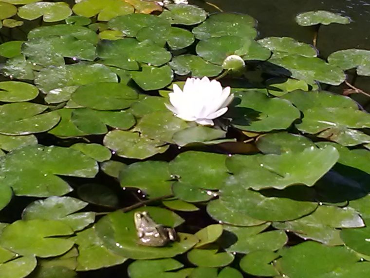 Vedānta advaita
